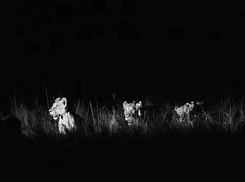 Soroi Cheetah Tented Camp: Löwinnen bei Nacht