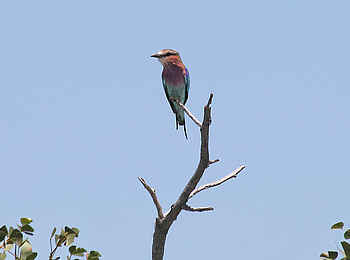 Vingerklip Lodge: Vogel auf Ast