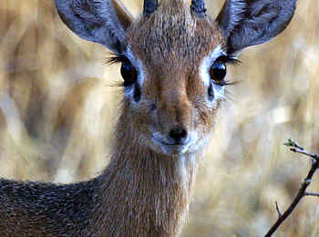 Waterberg Plateau Lodge: Dik-Dik Waterberg Plateau Lodge: Dik-Dik