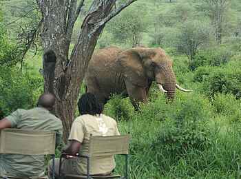 Wayo Banagi Green Camp: Elefant Wayo Banagi Green Camp: Elefant