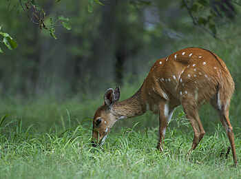 Xakanaxa Camp: Bush Buck