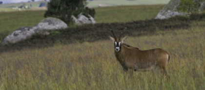 Nyika-Plateau