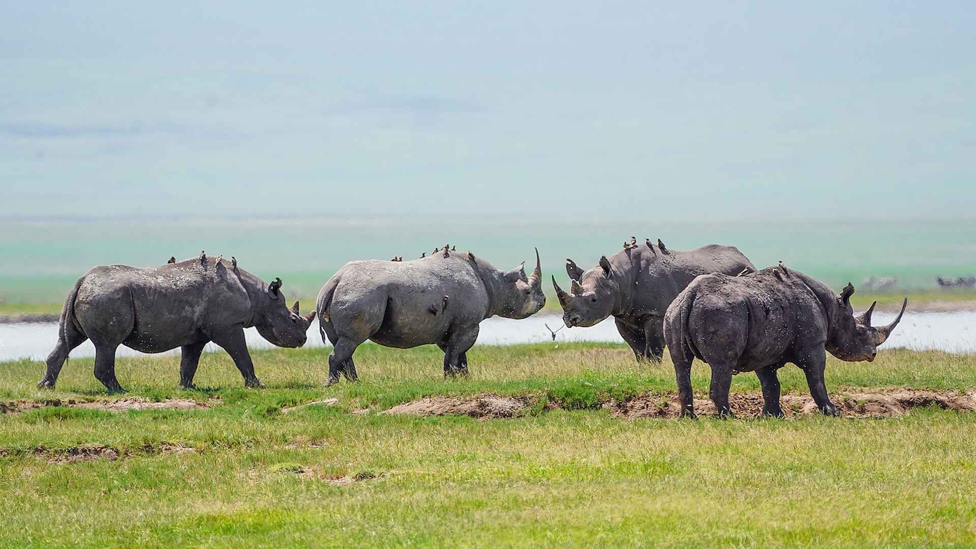 Craters Edge Lodge: Nashörner