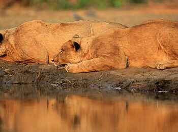 Kavinga Safari Camp: Lauer oder Ruhe Kavinga Safari Camp: Lauer oder Ruhe