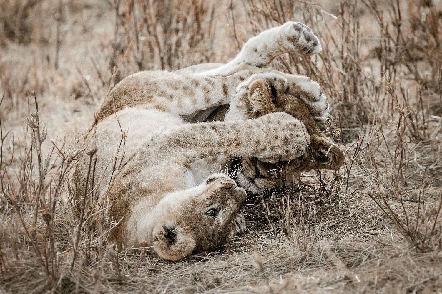 Legendary Expeditions, Mwiba, Scott Ramsay, Tanzania, Friedkin Conservation Fund, Legendary Mila Tented Camp, Mwiba Wildlife Reserve, Löwe, Panthera Leo, Aktivitäten, Game Drive, Pirschfahrt, Afrikarma, Afrikarma Safaris, Afrikarma Safaris - Wildnis. Hautnah., Afrikarma.de