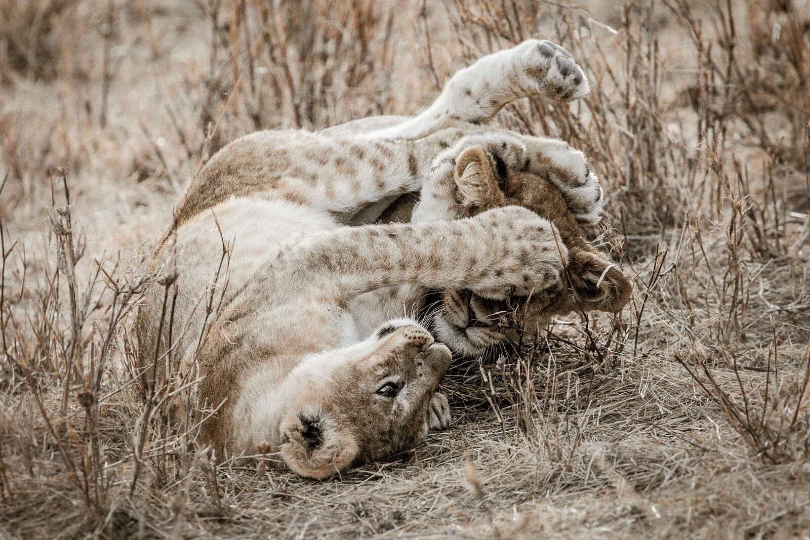 Legendary Mila Tented Camp: Junge Löwen Legendary Mila Tented Camp: Junge Löwen