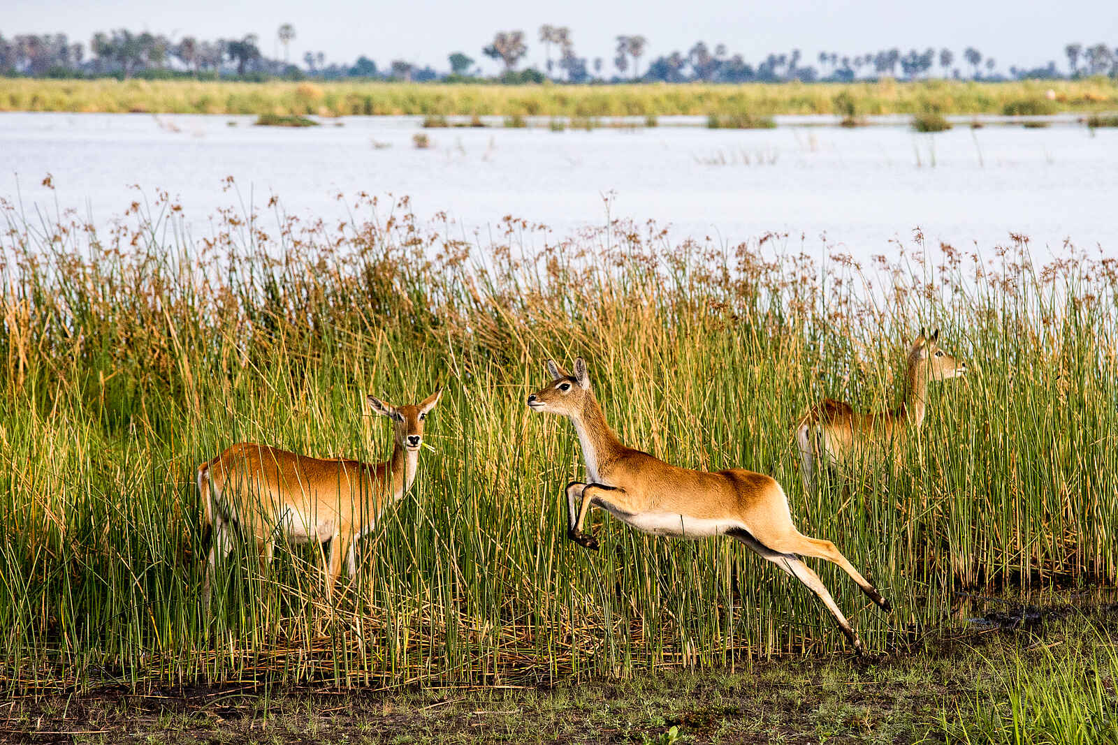 Linyanti Tented Camp: Rote Moorantilopen Linyanti Tented Camp: Rote Moorantilopen