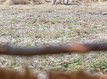 Ntemwa Busanga Bushcamp: Elefanten vor dem Camp