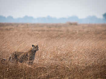 Ntemwa Busanga Bushcamp: Leopard in der Graslandschaft
