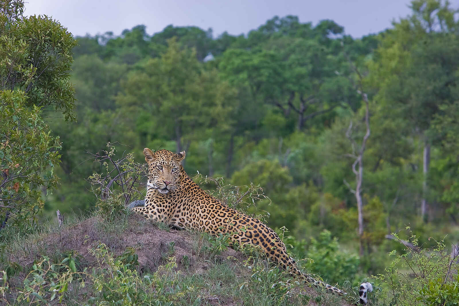 Sabi Sabi Earth Lodge: Fauler Leopard Sabi Sabi Earth Lodge: Fauler Leopard