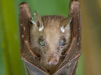 Sabi Sabi Selati Camp: Fledermaus Sabi Sabi Selati Camp: Fledermaus