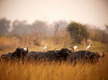 Selinda Camp: Büffel mit Kuhreihern