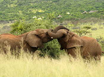 Thanda Tented Camp: Zwei Elefanten Thanda Tented Camp: Zwei Elefanten