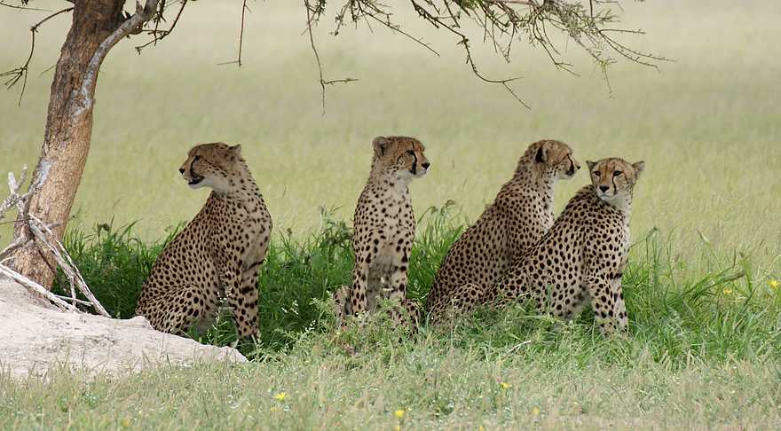 The Botswana Adventure: Geparden im Schatten eines Baums The Botswana Adventure: Geparden im Schatten eines Baums