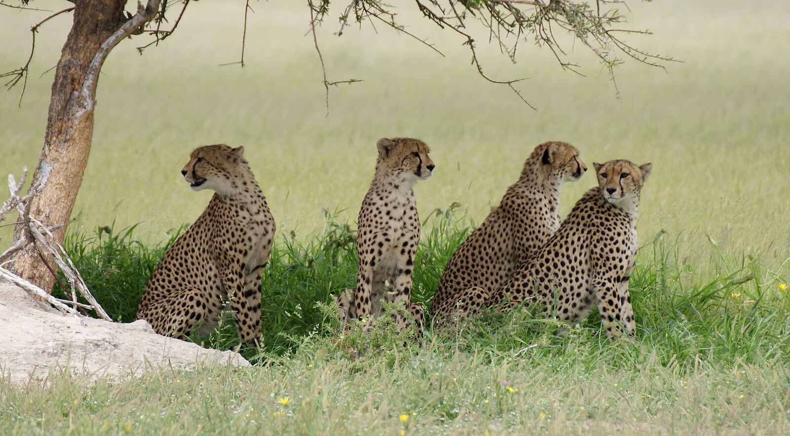 The Botswana Adventure: Geparden im Schatten eines Baums The Botswana Adventure: Geparden im Schatten eines Baums