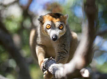 Time + Tide Miavana: Kronenmaki - Portrait