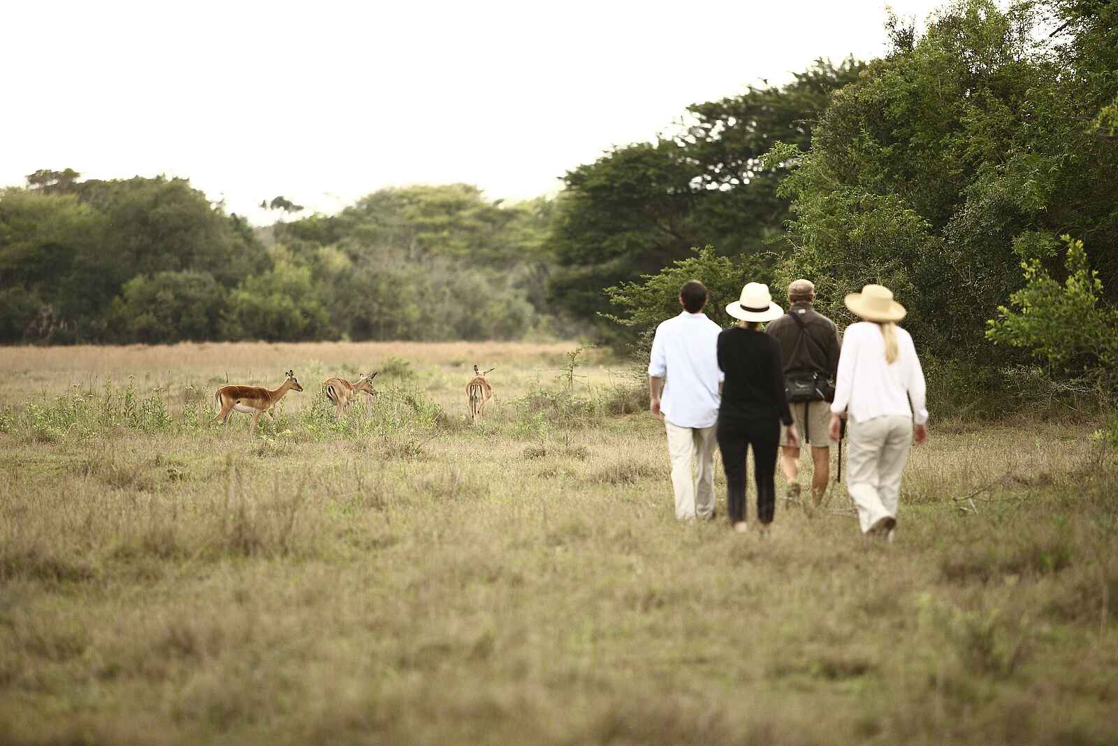 &Beyond Phinda Forest Lodge: Begegnung mit Antilopen &Beyond Phinda Forest Lodge: Begegnung mit Antilopen