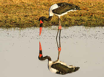 Bomani Tented Lodge: Sattelstorch am Wasserloch
