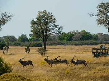 Duke´s Camp: Auf Pirschfahrt