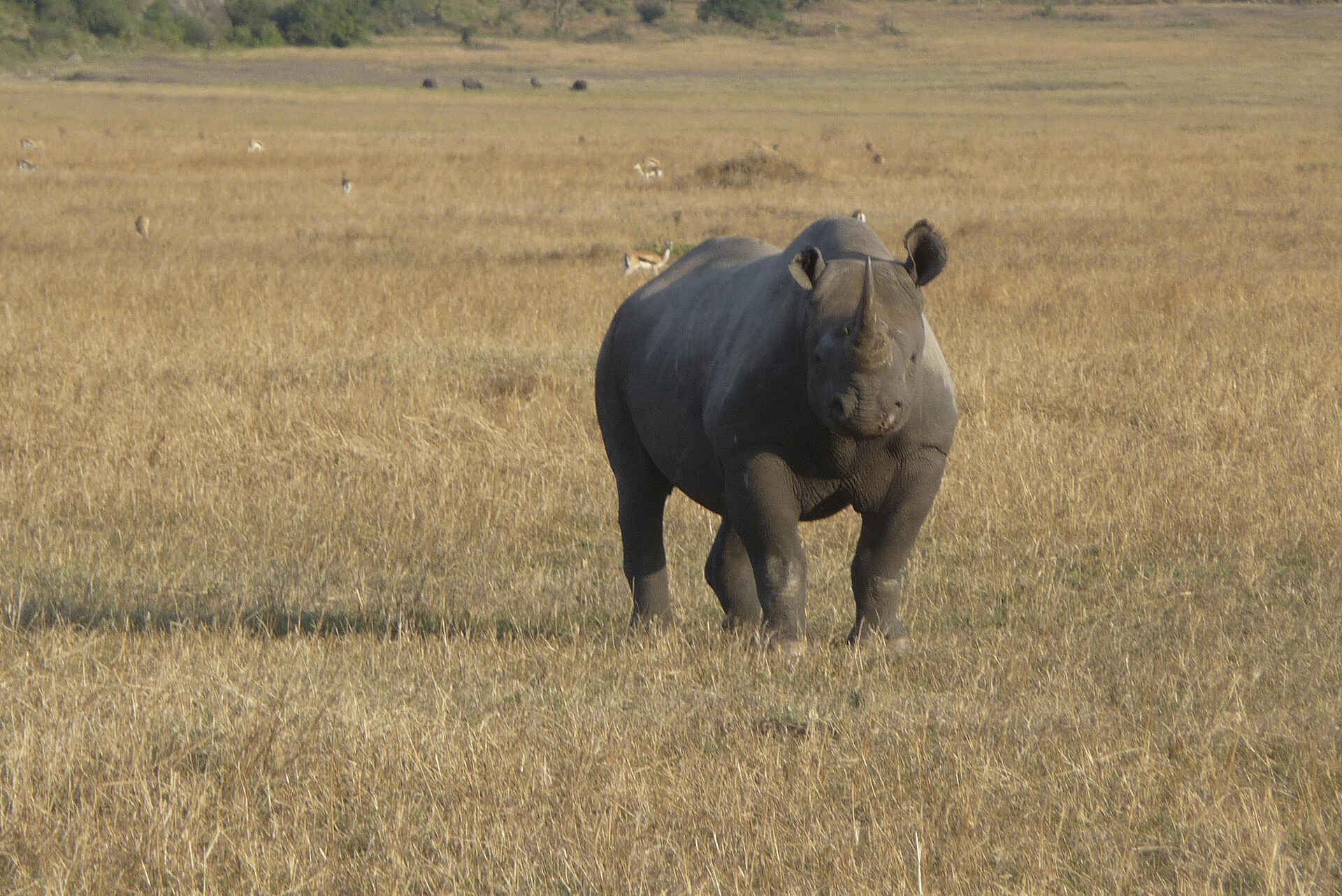 Dunia Camp: Nashorn