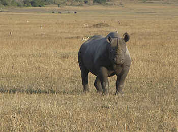 Dunia Camp: Nashorn
