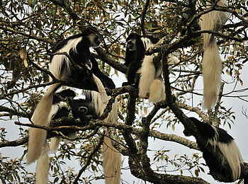 Hatari Lodge: Colobusaffen