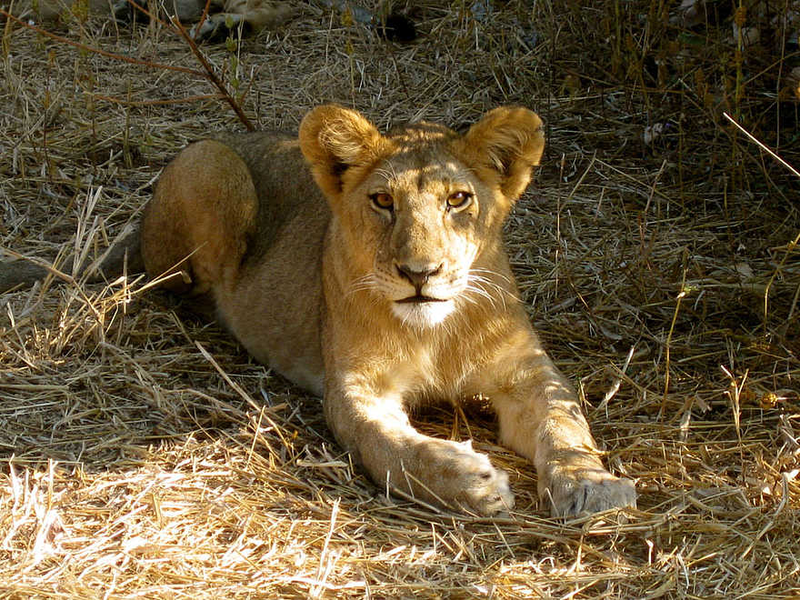 Kigelia Camp: Junger Löwe Kigelia Camp: Junger Löwe