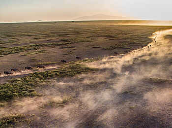 Klein's Camp: Rennende Gnuherde