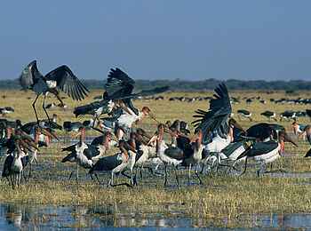 Machaba Camp: Marabus Machaba Camp: Marabus