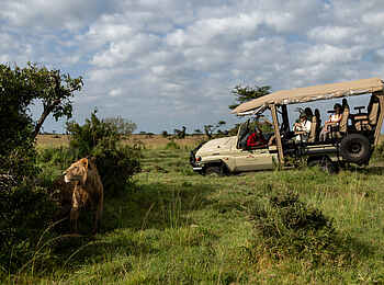 Mahali Mzuri: Löwin auf Pirschfahrt entdecken