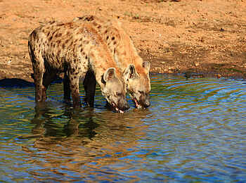 Motswari Game Lodge: Hyänen am Fluss