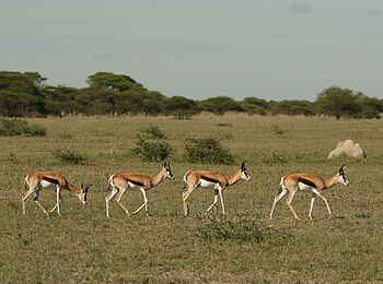 Nxai Pan Camp: Springböcke