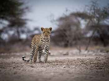 Onguma Forest Camp: Leopard