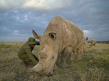 Porini Rhino Camp: Breitmaulnashorn