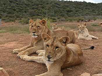 Riverdene Family Lodge: Löwen Riverdene Family Lodge: Löwen