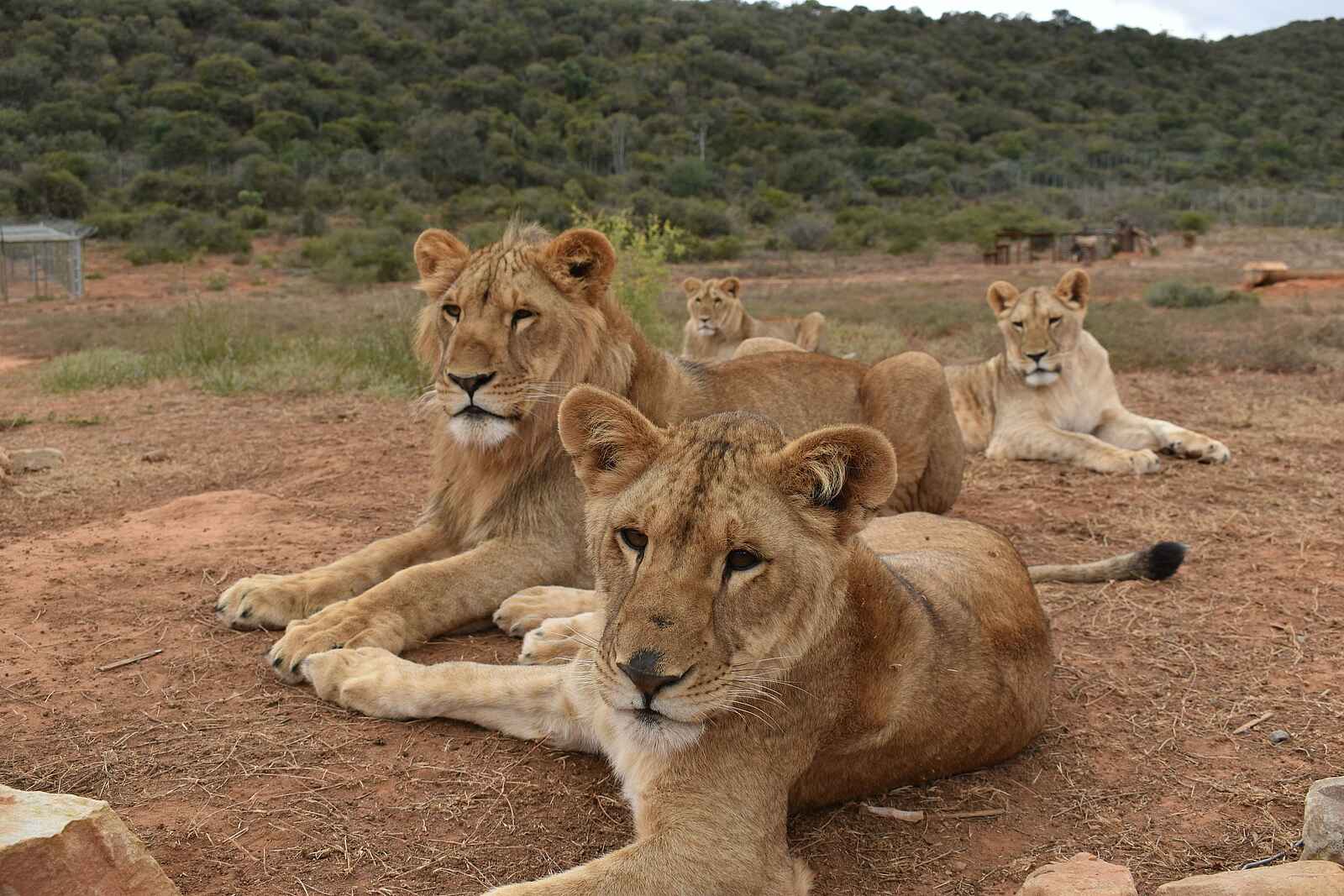 Riverdene Family Lodge: Löwen Riverdene Family Lodge: Löwen