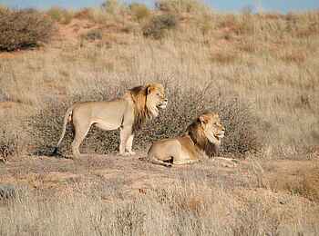 Rooiputs Lodge: Zwei männliche Löwen