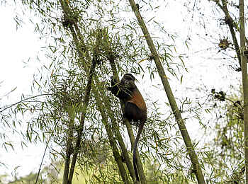 Sambora Kinigi Lodge: Meerkatze im Bambuswald
