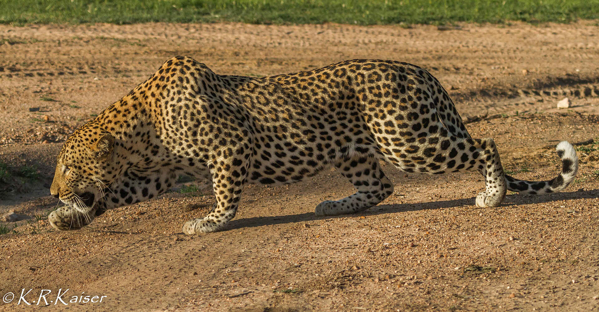 Saseka Tented Camp: Ein Leopard Saseka Tented Camp: Ein Leopard