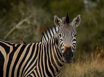 Saseka Tented Camp: Ein Zebra Saseka Tented Camp: Ein Zebra