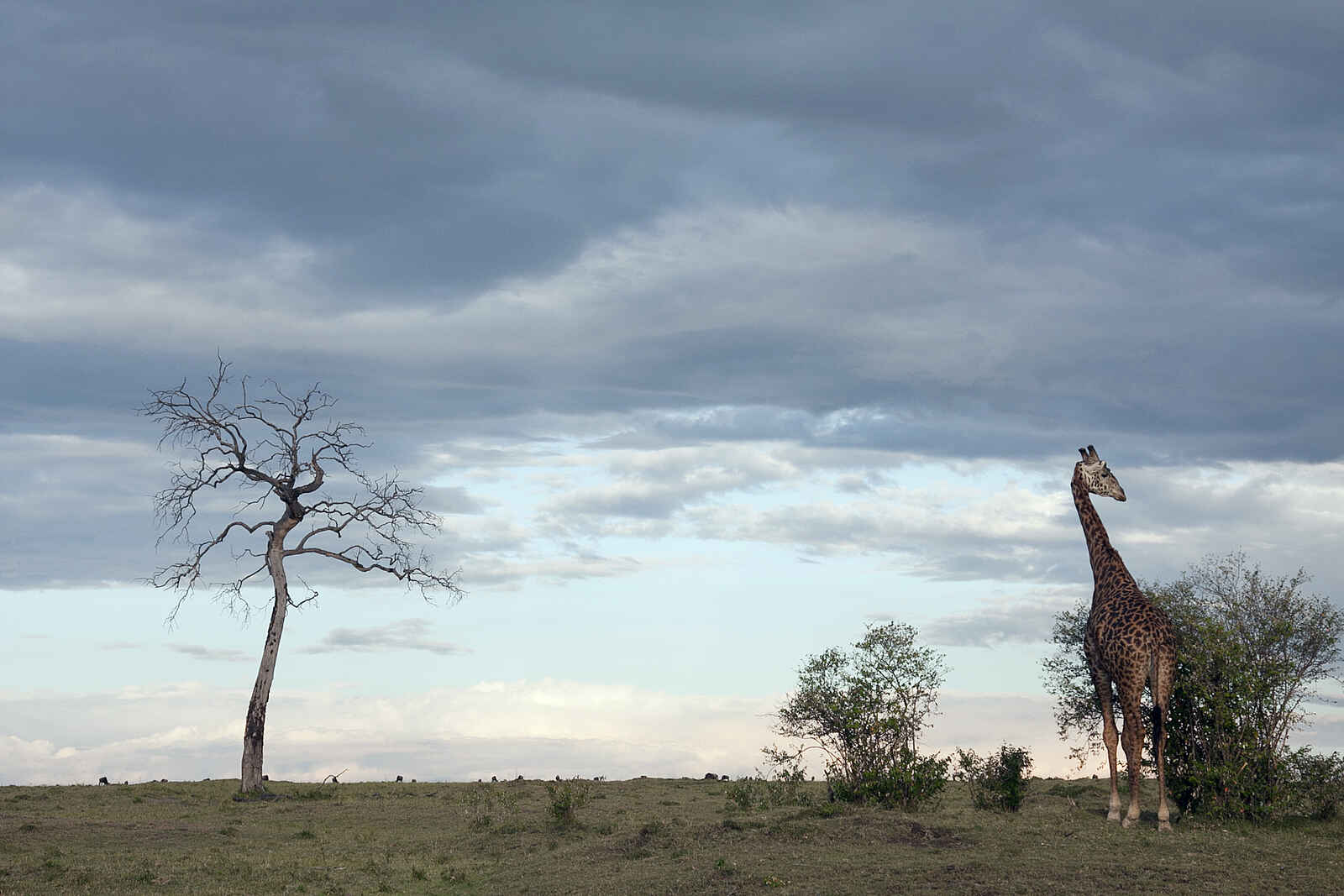 Serian Camp: Giraffe Serian Camp: Giraffe
