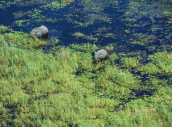 Sitatunga Private Island Camp: Elefanten Sitatunga Private Island Camp: Elefanten