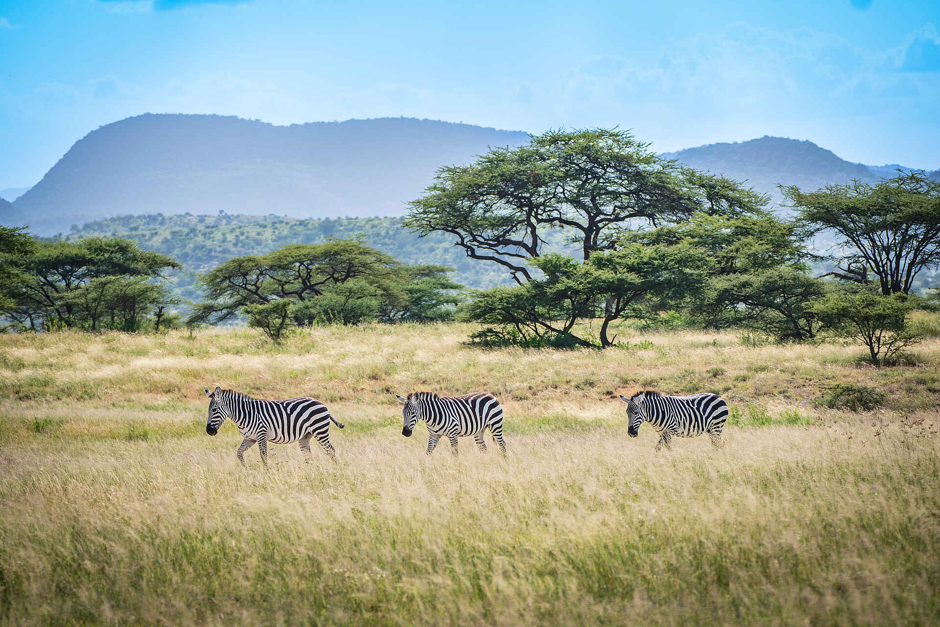 Soroi Larsens Camp: Zebras