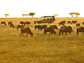 Ubuntu Migration Camp: Gnus