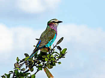 Victoria Falls River Lodge: Gabelracke