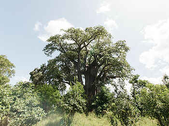 Chilo Ivory Trail Adventure: Grüner Baobab