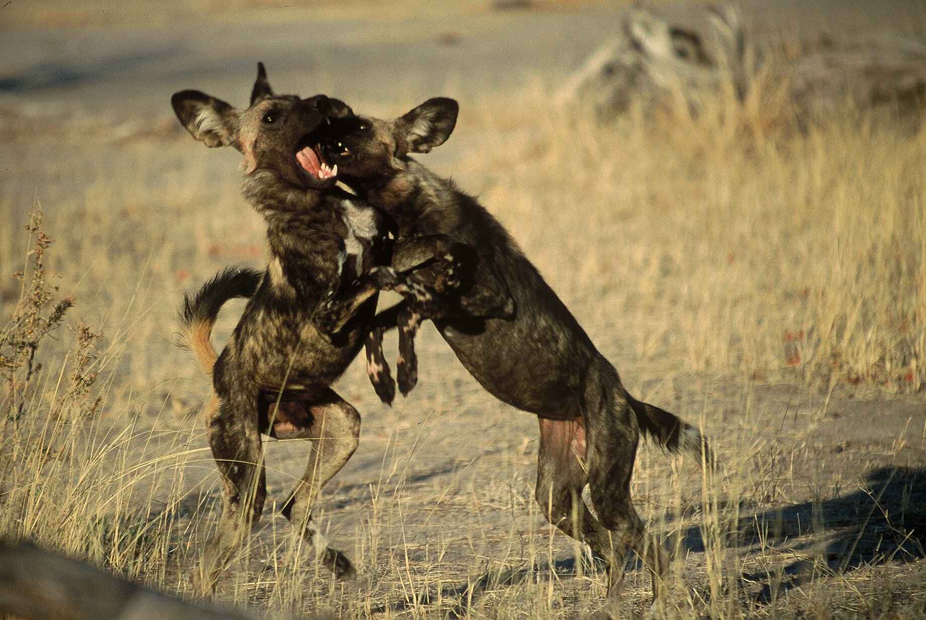 Desert & Delta Safaris: Kämpfende Wildhunde