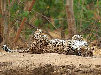 Kavinga Safari Camp: Leopard Kavinga Safari Camp: Leopard