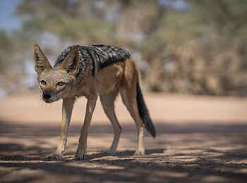 Kwessi Dunes Lodge: Schabrackenschakal