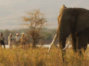 Kanga Expeditions: Big Tusker